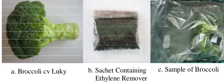 Fig 1. Sample of Package Holding Broccoli Curd and Sachet Containing Ethylene Remover 