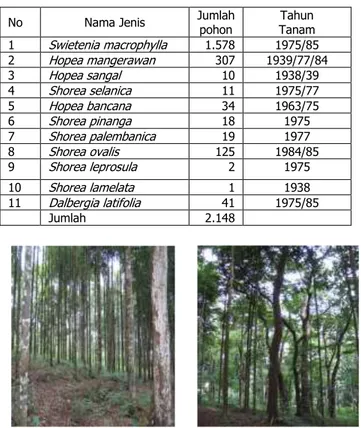 Tabel 1. Rekavitulasi nama jenis, jumlah  pohon, dan  tahun tanam tegakan di Hutan Penelitian  Cigerendeng 