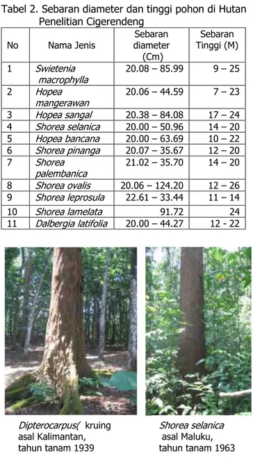 Tabel 2. Sebaran diameter dan tinggi pohon di Hutan  Penelitian Cigerendeng 
