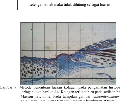 Gambar  7:  Metode  penentuan  luasan  kolagen  pada  pengamatan  histopatologis   jaringan luka hari ke-14