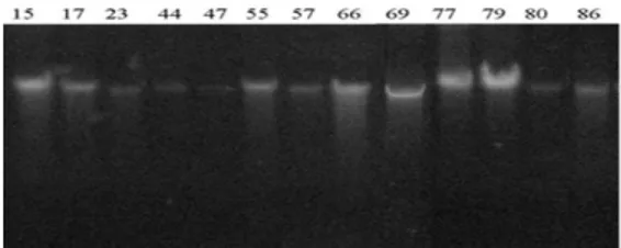 Gambar 4 Elektroforegram uji kualitatif DNA  pada beberapa genotipe karet 