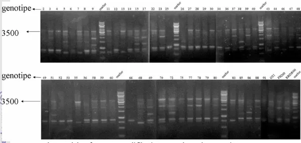 Gambar  5 Elektroforegram amplifikasi 60 DNA karet dengan primer OPC 05  Pola fragmen DNA yang dihasilkan dari 