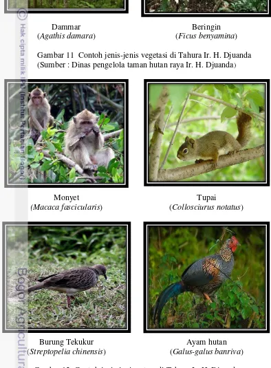 Gambar 11  Contoh jenis-jenis vegetasi di Tahura Ir. H. Djuanda 