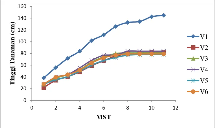 Grafik 1. Perbandingan tinggi tanaman 2 – 12 MST beberapa varietas. 