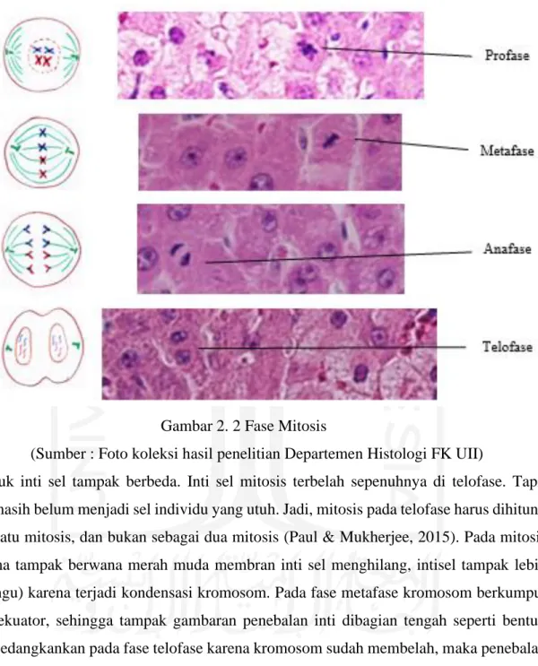 Gambar 2. 2 Fase Mitosis 