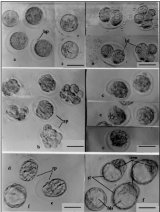 Gambar 1. Berbagai tahap perkembangan embrio praimplantasi mencit Swiss Webster yang diberi perlakuan dengan toksin-T-2 dosis 0.1 mg/kg berat badan