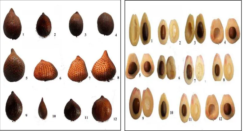 Gambar 1. Karakter morfologis bentuk buah salak desa Sibio-bio 