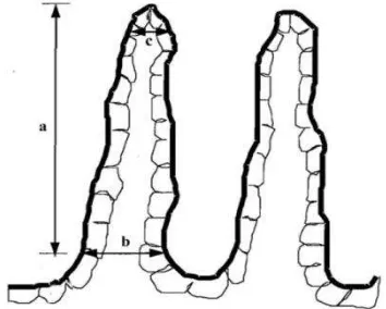 Gambar 1 Lebar basal vili, c= Lebar apikal vili (Iji . Bagian vili usus yang diukur. a= Tinggi vili, b= et al., 2001) 