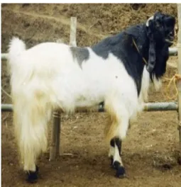 Gambar 1   Kambing PE 