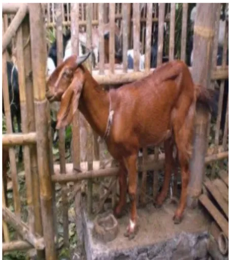 Gambar 2   Kambing Jawarandu 