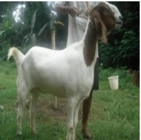 Gambar 3   Kambing SAPE 