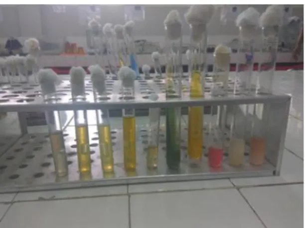 Gambar 2. Hasil identifikasi Escherichia coli pada uji IMViC dan uji gula-gula. 