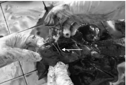 Gambar 1. Cacing  jantung anjing lokal Dirofilaria immitis dalam ventrikel kanan (yang ditunjuk anak panah) 