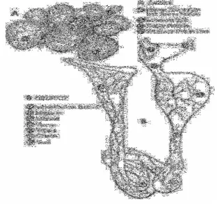 Gambar 2 Proses pembentukan telur (USDA 2000).