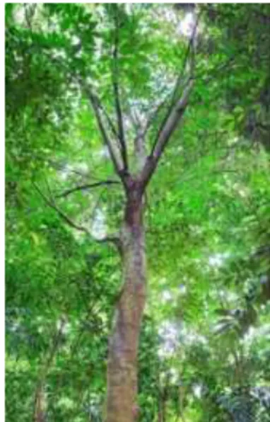 Gambar 1.  Tanaman karet (Hevea brasiliensis) 