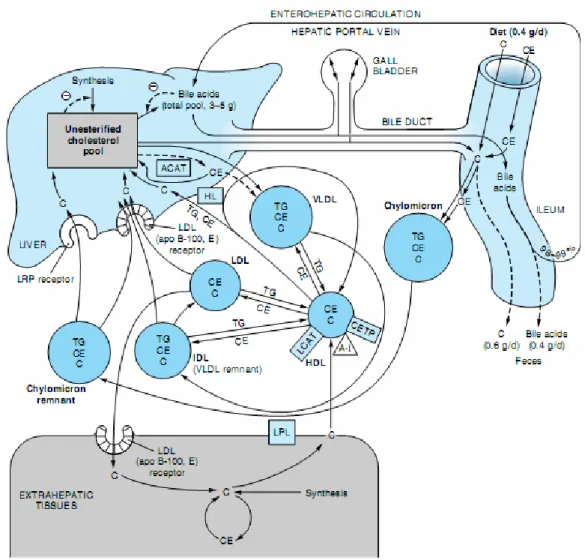 Gambar 3. Transpor kolesterol antar berbagai jaringan 
