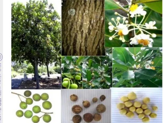 Gambar 2 Gambar pohon, kayu, bunga, daun, buah dan biji nyamplung  (Kementerian Kehutanan Republik Indonesia 2009) 