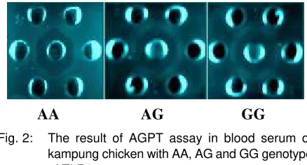 Table 1: Genotype frequency of the TLR4 gene inkampung chickens