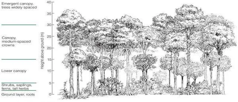 Gambar 1: Stratifikasi hutan hujan tropis 