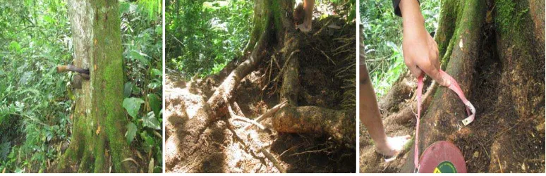 Gambar 7: Batang (A), Perakaran (B), Akar menembus akar pohon di sekitarnya 