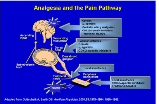Gambar 2.3-2. Analgesia and the pain pathway 