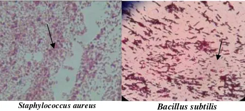 Gambar 2. Pengecatan Gram bakteri S. aureus dan Basilus subtilis diamati menggunakan mikroskop perbesaran 1000X 