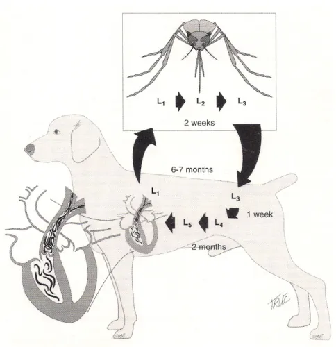 Gambar 2.  Siklus hidup D. immitis pada anjing (Atkins, 2005) 