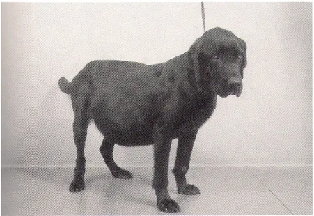 Gambar 3.  Anjing penderita dirofilariasis dengan gejala ascites   (Atkins, 2005) 