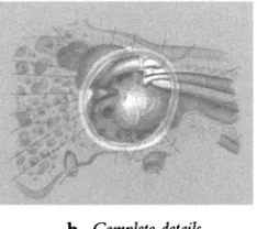 Figure 4.2 Tympanic membrane 