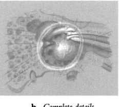 Figure 4.2 Tympanic membrane 