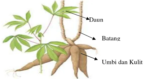 Gambar 1 Bagian-bagian tanaman singkong