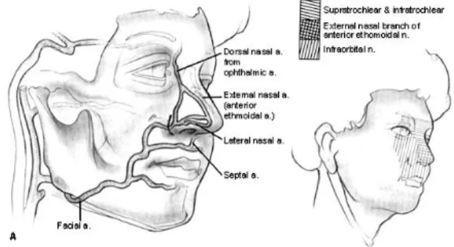 Gambar 2. Vaskularisasi dan innervasi hidung (Bailey, 2006)  