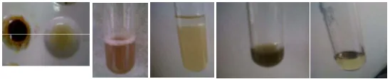 Gambar 4 Uji Fitokimia Ekstrask air (alkaloid, saponin, flavonoid, tannin, terpenoid/ steroid) 