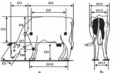 Figure 3. Static zoometry dimensions; a. front view of cow dimensions (D 1 to D10), b
