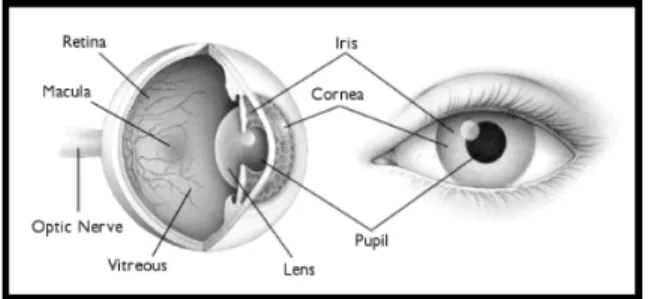 Gambar 2.1. Anatomi mata manusia. [10] 