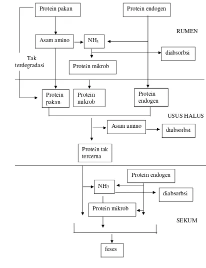 Gambar 2 Metabolisme protein pada ruminansia (Kempton et al. 1978) 