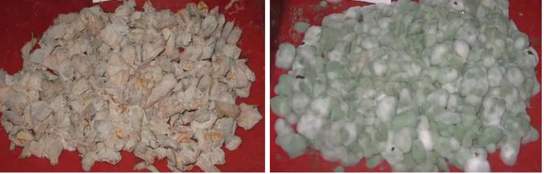 Gambar 8 Putak fermentasi T.reesei pada umur 2 hari (kiri) dan 4 hari (kanan) 