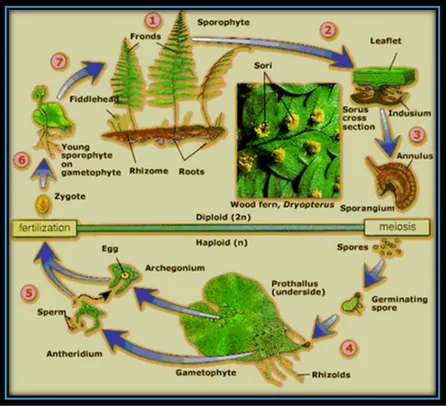 Gambar 3.  Siklus hidup paku heterospore (Effendi, 2008) 