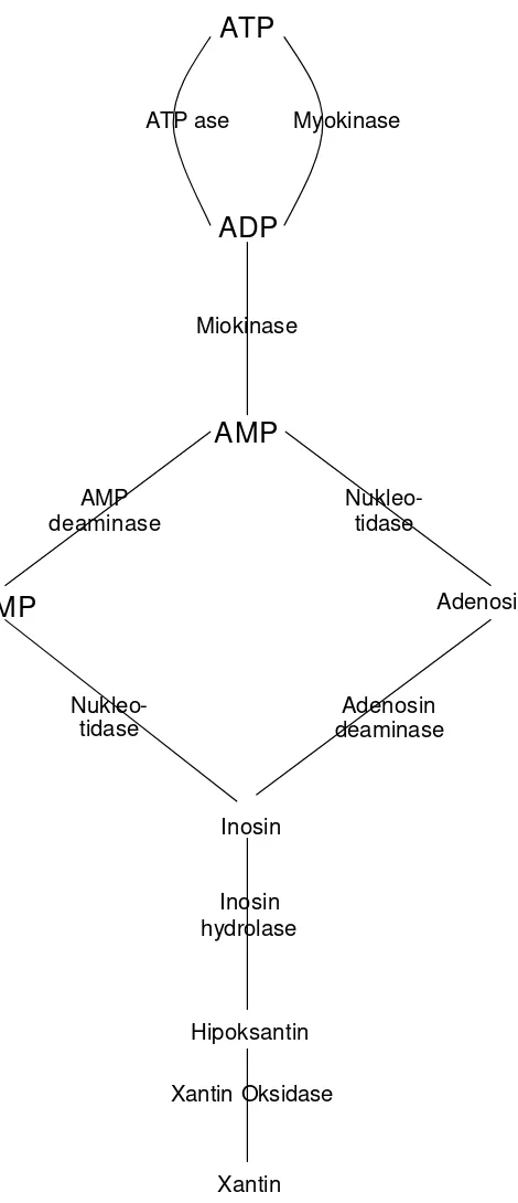 Gambar 3  Lintas katabolisme nukleotida 