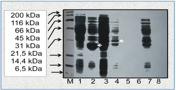 Gambar 1. Hasil ekspresi plasmid rekombinan. Kolom 1 = E.coli BL21 (tanpa membawa plasmid rekombinan),  Kolom  2  =  E.coli  BL21  pembawa  plasmid  pGEX-4T-2,  Kolom  3  =  E