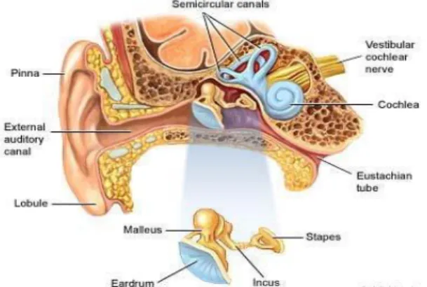 Gambar 1. Anatomi Telinga 