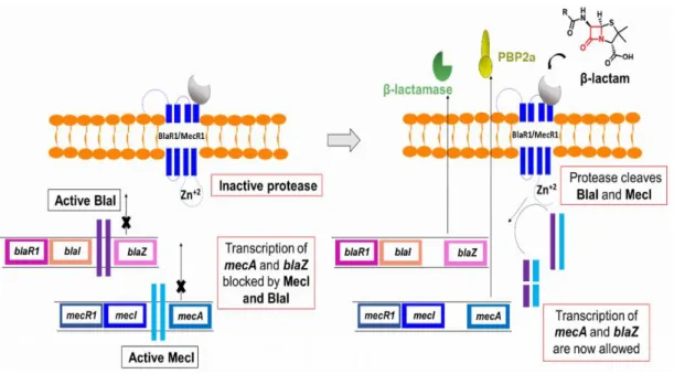 Gambar 2.2 mekanisme resistensi MRSA (Methicillin resistent Staphylococcus  aureus) 