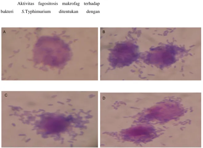 Gambar 1.1. Gambar makrofag peritoneum mencit Balb/c  yang mengfagositosis bakteri S.Typhimurium  pada tiap kelompok perlakuan