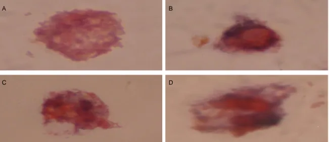Gambar  2.1.    Makrofag  peritoneum  mencit  Balb/c  yang  mengsekresikan  ROIs  pada  tiap  kelompok  perlakuan