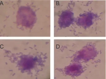 Gambar 1. Gambar makrofag peritoneum mencit Balb/c   yang mengfagositosis bakteri S.typhimurium pada tiap 