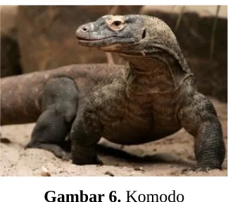 Gambar 5. Harimau Sumatera