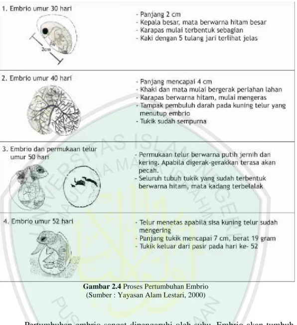Gambar 2.4 Proses Pertumbuhan Embrio (Sumber : Yayasan Alam Lestari, 2000)