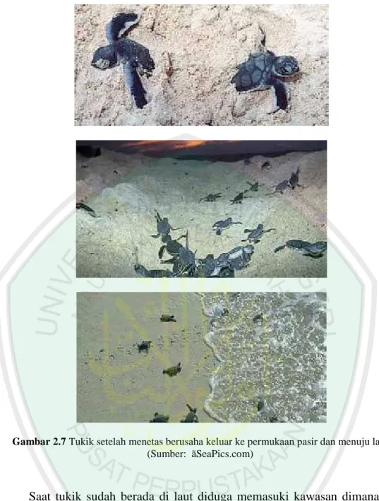 Gambar 2.7 Tukik setelah menetas berusaha keluar ke permukaan pasir dan menuju laut (Sumber: ãSeaPics.com)