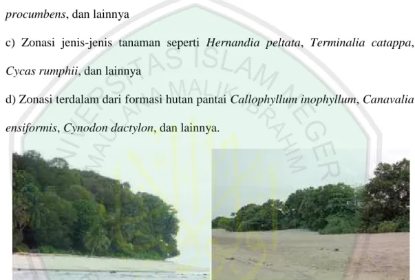 Gambar 2.9 Formasi Vegetasi dan Kondisi Pantai Peneluran Penyu di daerah peneluran penyu (penyu hijau dan penyu sisik) di Pulau Penyu, Sumbar (kiri) dan di daerah peneluran penyu hijau