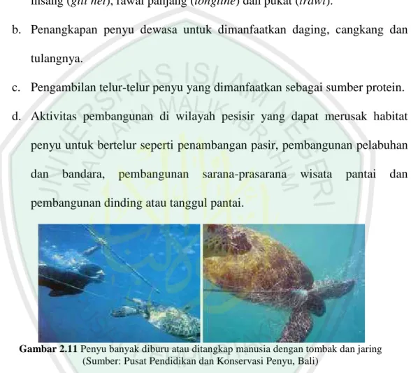 Gambar 2.11 Penyu banyak diburu atau ditangkap manusia dengan tombak dan jaring (Sumber: Pusat Pendidikan dan Konservasi Penyu, Bali)